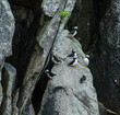 Puffin