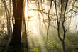 Herbstwald