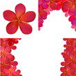Vettoriale: Pink Frangipani Set For Design Pink Frangipani Set For Design
