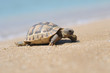 alanya, animal, aquatic,