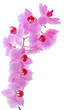 Foto: Blühender Orchidee Blühender Orchidee