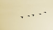 Wildenten im Flug bei Sonnenaufgang
