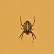 Kreuzspinne