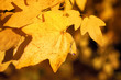 Fall leaves