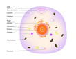 animal cell