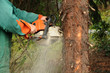 Baum fällen