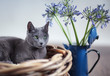 Russisch Blau Katze in Weidenkorb