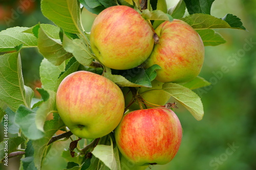 Photo: Äpfel Äpfel