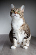 Hauskatze