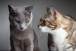 Zwei Katzen