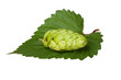 Einzelne Hopfendolde auf einem grünen Blatt