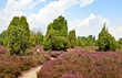 Naturpark Lüneburger Heide