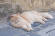 Sleepy cat.