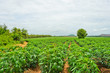 Cassava plant field in Thailand