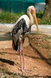 Storch