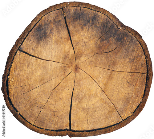 Illustration: Section of Tree Trunk Isolated Section of Tree Trunk Isolated