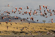 Flamingos am Lake Natron