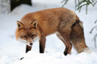 Rotfuchs,Winter