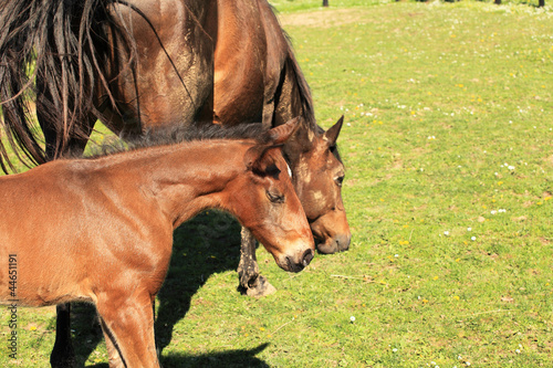 Photo: young foal with his mother in a field in spring young foal with his mother in a field in spring