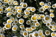 Marguerite