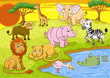 safari