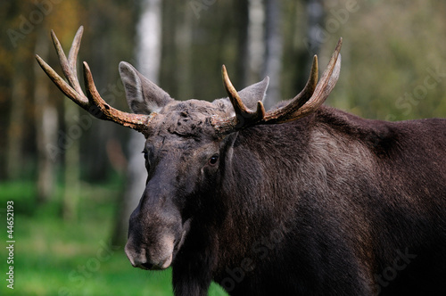 Photo: Elchbulle Elchbulle