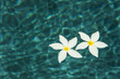 Two Flowers Floating