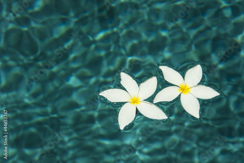 Photo: Two Flowers Floating Two Flowers Floating