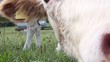 Video: Snooping cow Snooping cow