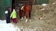 Boy feed horse, sister give hay to horse, dog lies on haystack