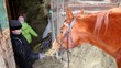 Boy feed horse, his sister give hay to horse