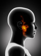 Parotid gland with facial nerves