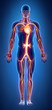 Cilculatory system anatomy