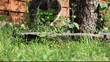 Video: chat chat