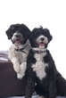 Portuguese Water Dogs