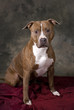 Portrait of a Pit Bull