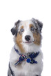 Blue-eyed Australian Shepherd on White