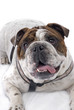 Photo: English Bulldog on White Background English Bulldog on White Background