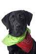 Black Lab on White with Colorful Bandanas