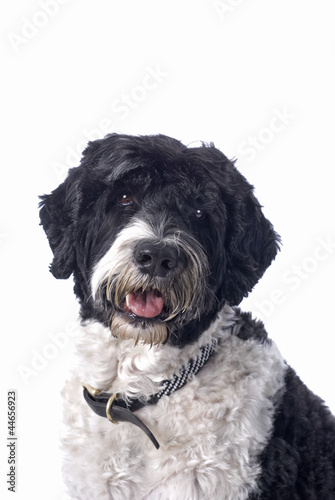 Photo: Portuguese Water Dog Portuguese Water Dog