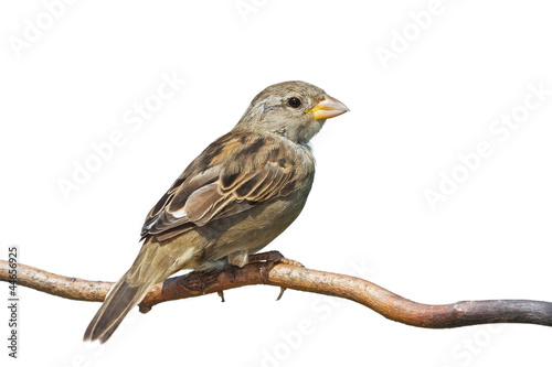 Photo: Sideways Sparrow Sideways Sparrow