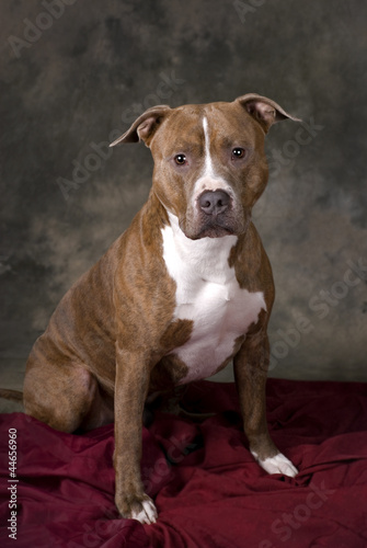 Photo: Portrait of a Pit Bull Portrait of a Pit Bull