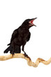 Photo: The bird The bird