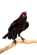 Photo: The bird The bird