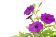 petunia isolated on white background