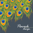 Peacork feather background