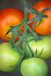 Tomaten