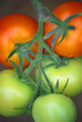 Tomaten