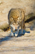 Timberwolf oder Amerikanischer Grauwolf (Canis lupus lycaon)