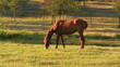 horse on green meadow
